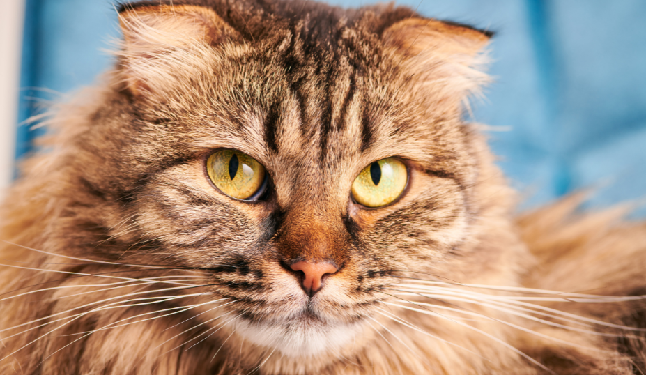 Comparing Domestic Longhair and Norwegian Forest Cats 